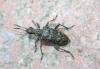 Rhagium inquisitor